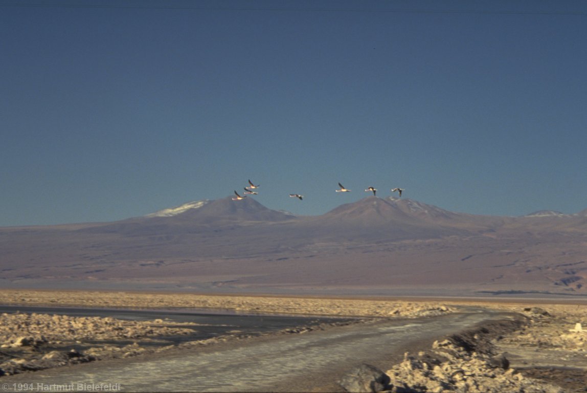 A flamingo colony is living in the salar.