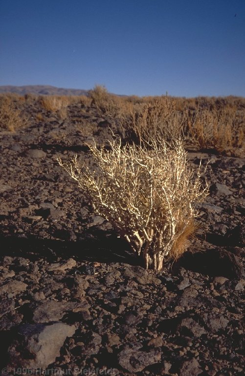 Im Übergangsbereich zwischen Wüste und Puna wachsen Dornbüsche und Kakteen.