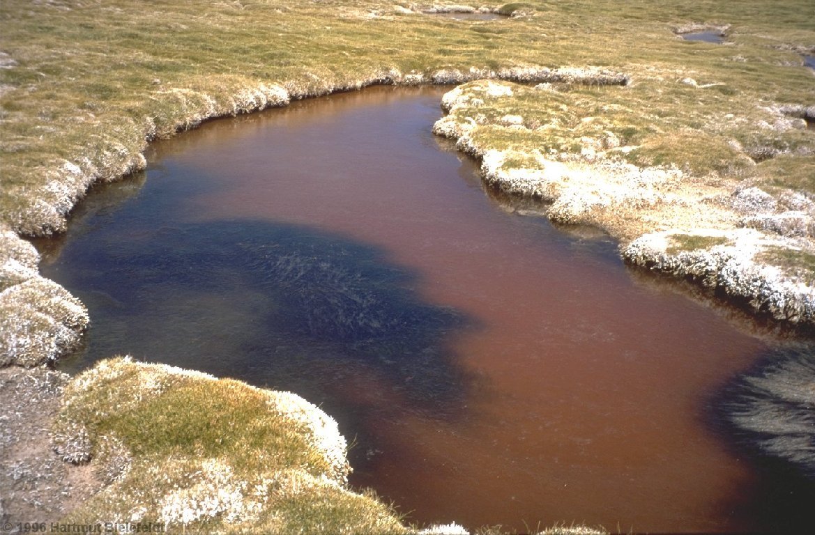Eiskalte Wasserlachen in der Sumpfwiese