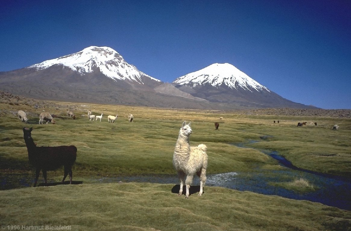 llamas near Caquena