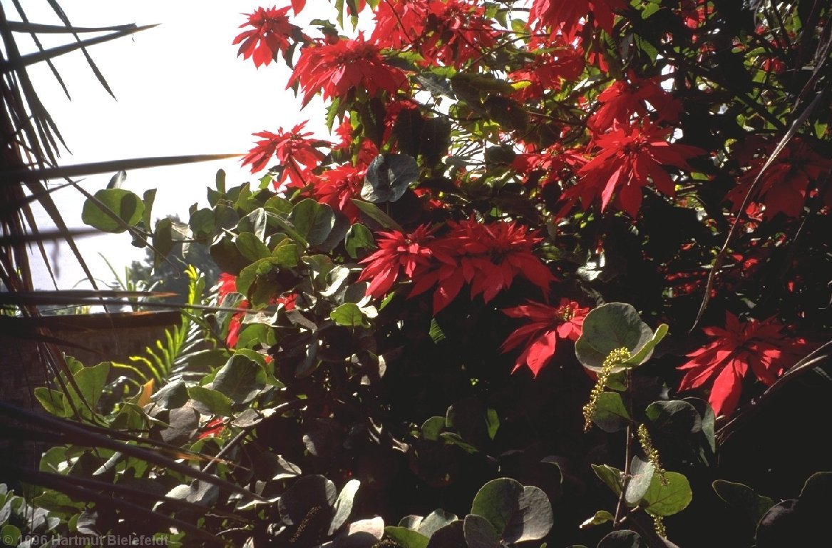 The poinsettias are about five meters high in Valle de Azapa.