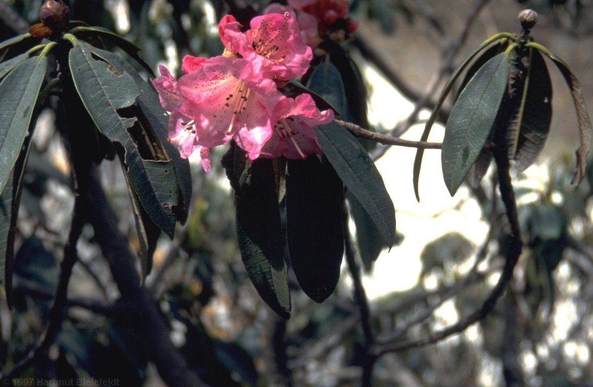 Der Rhododendron beginnt hier gerade zu blühen