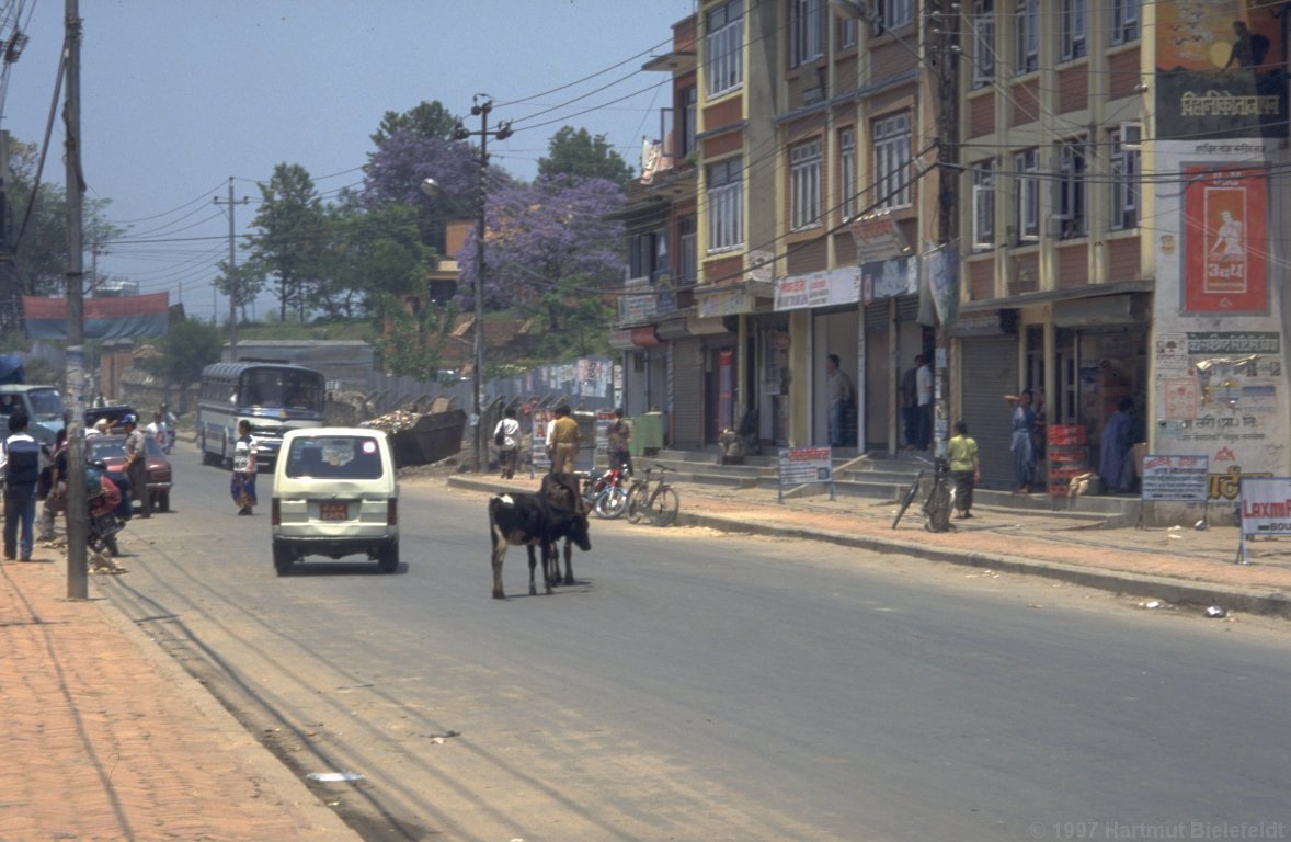 Zurück im Kathmandu-Tal. Kühe genießen offensichtlich hohe Priorität auf der Straße.