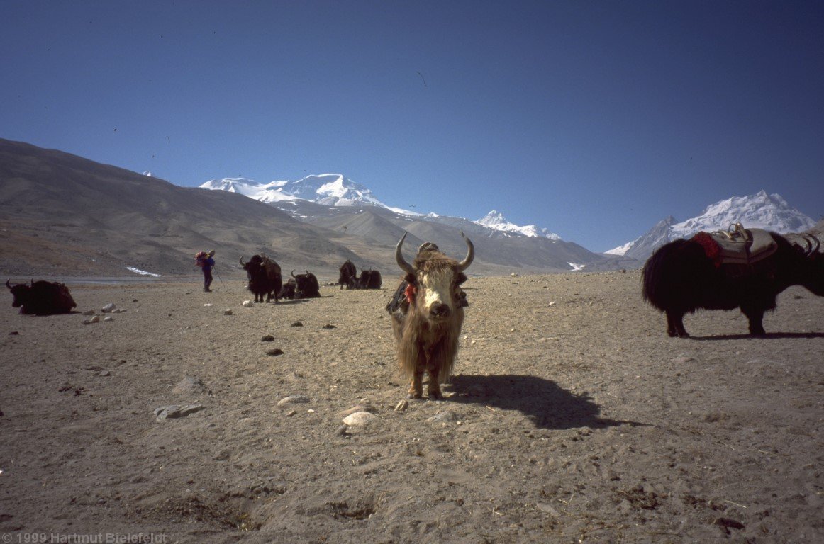 yaks in drivers´ basecamp