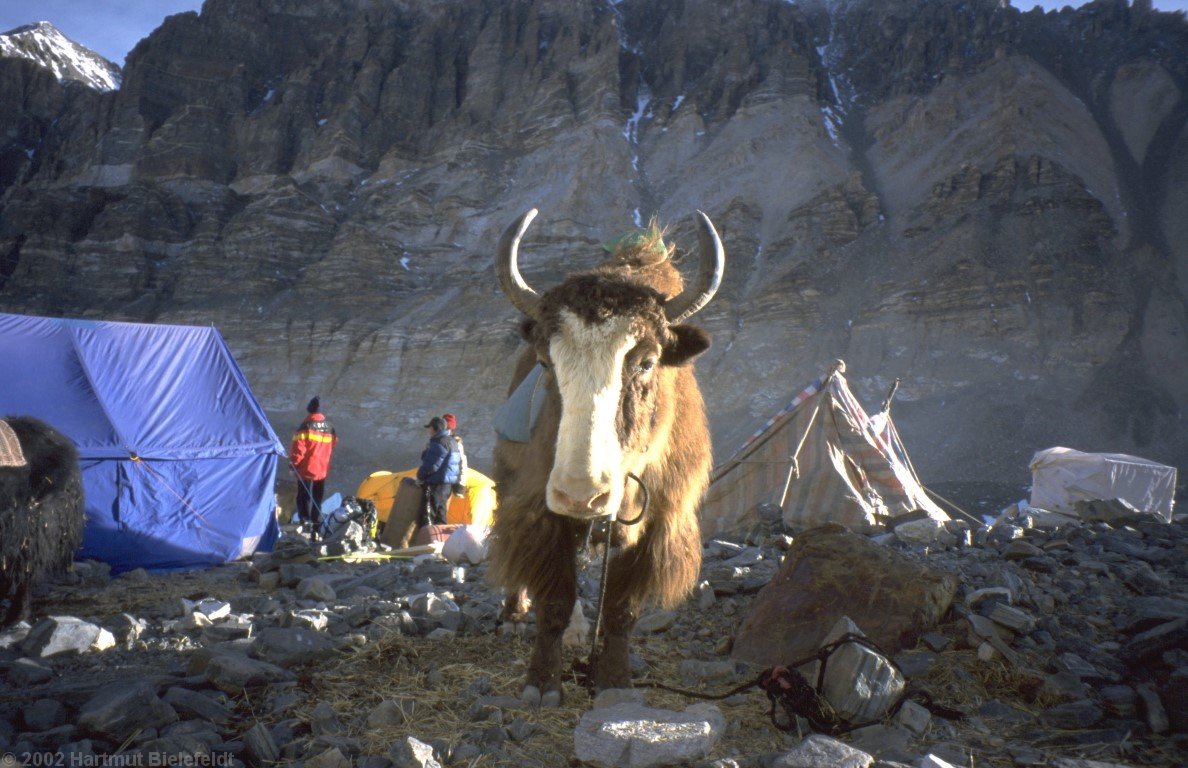 The yaks rest in between the tents.
