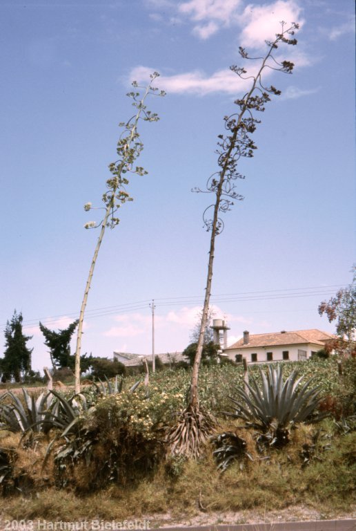 agaves along the road
