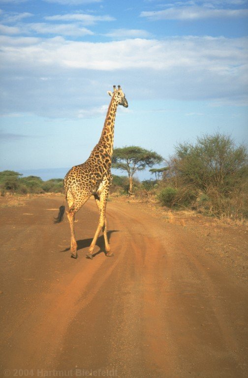Auch außerhalb des Nationalparks sind die Giraffen nicht schüchtern