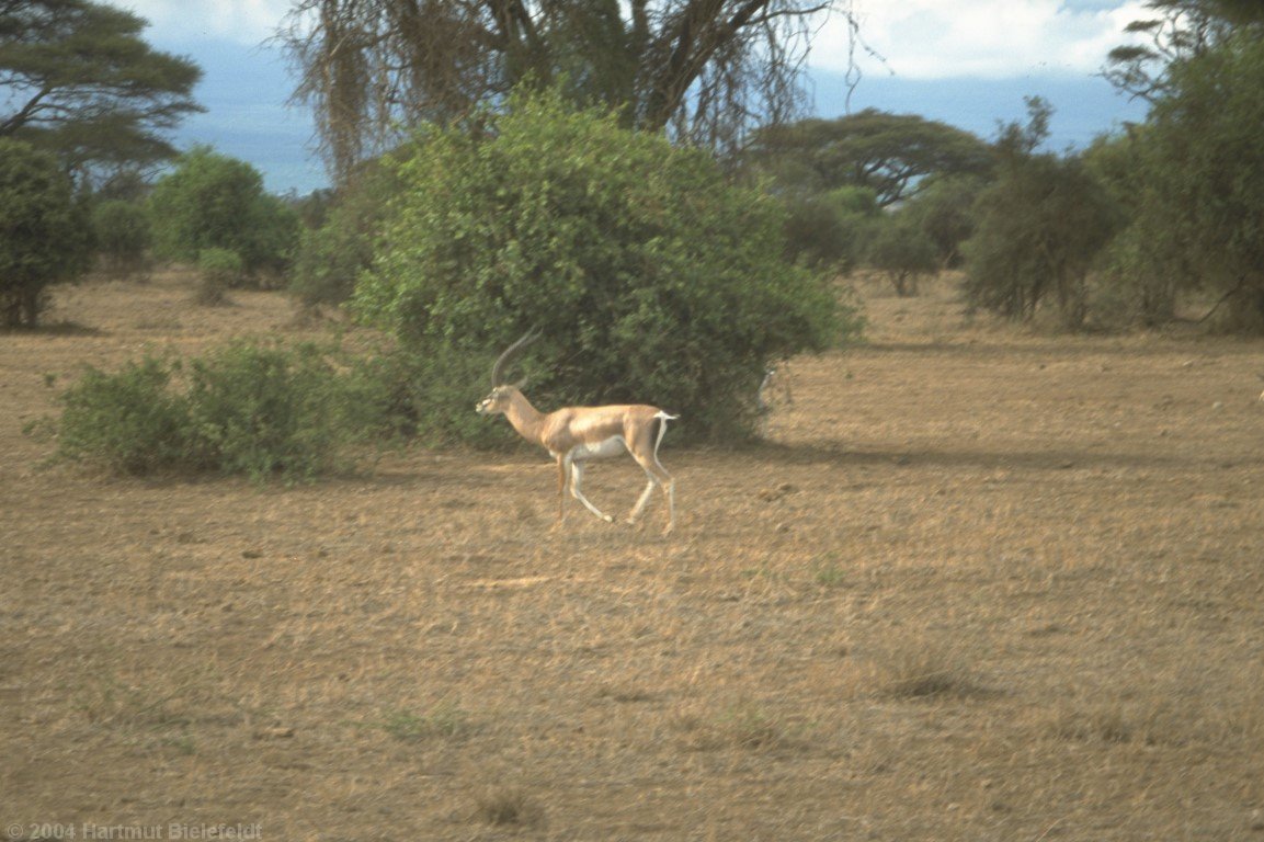 The antilope is usually in a hurry