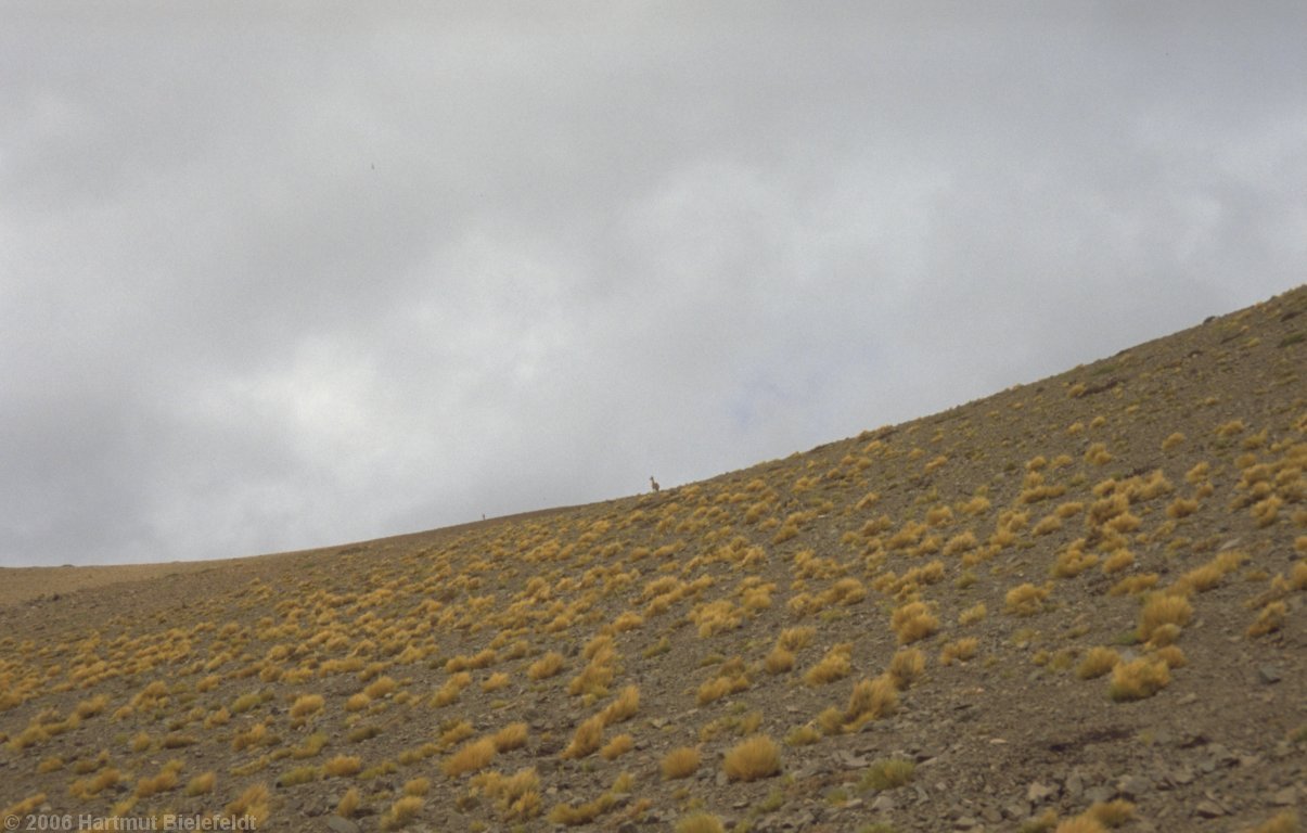 Vicuñas on the mountain ridge