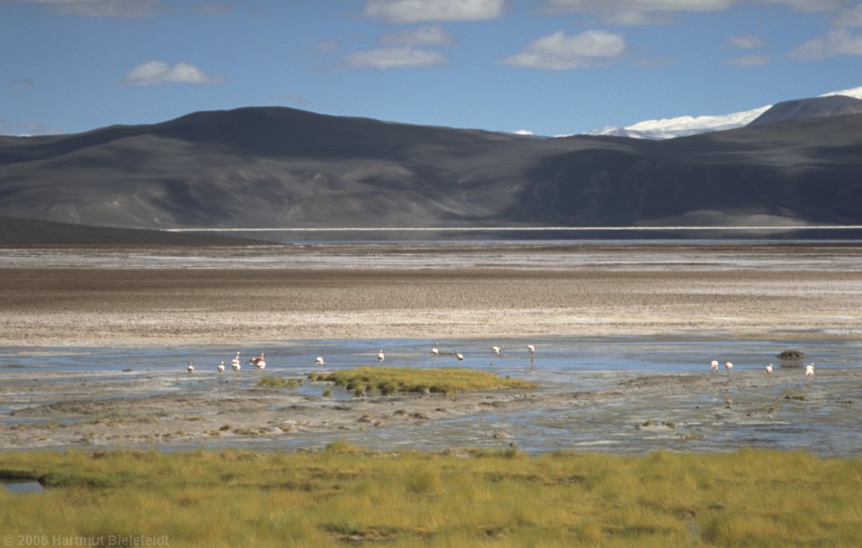 flamingos an der Laguna Verde