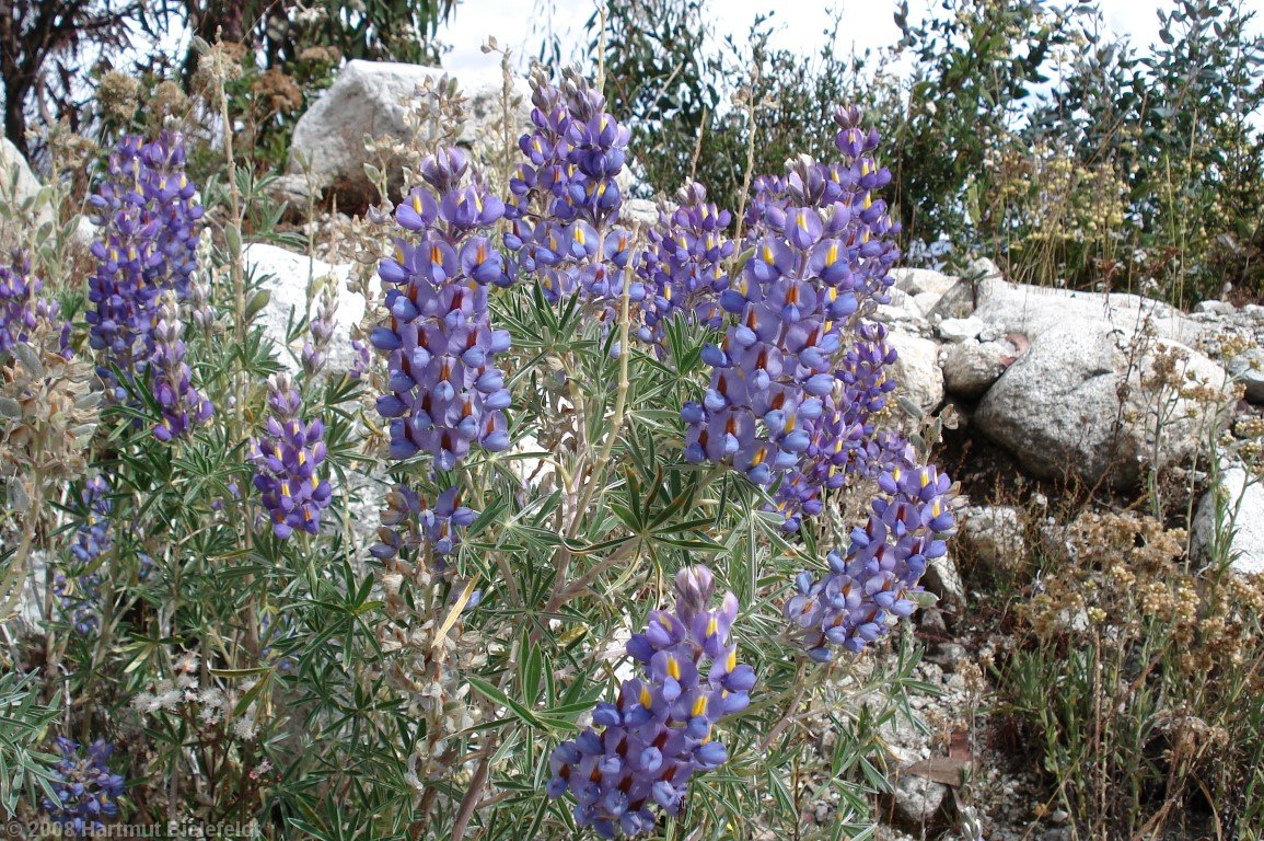 lupines are very frequent