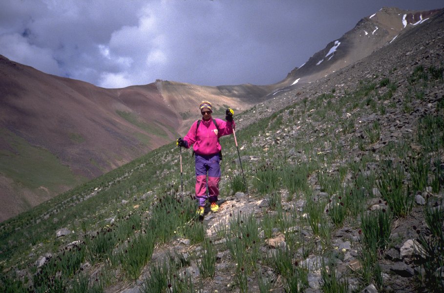 Die H�nge sind voller wilder Zwiebeln