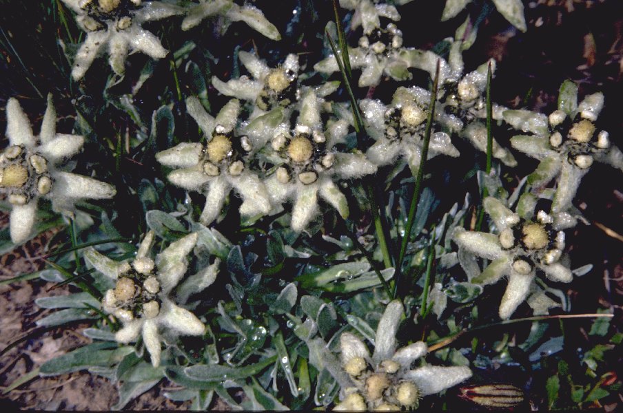 Das ganze Tal sieht so aus.