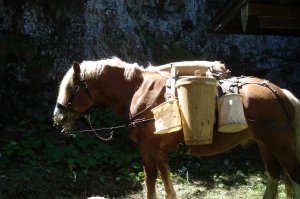 Pferd für Salztransport