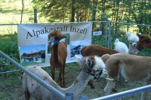 typische Chiemgau-Kamele