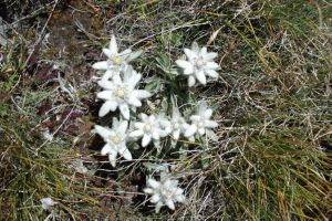 Edelweiss wächst direkt neben der Straße