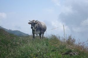 Viel mehr Fernsicht als bis zur nächsten Kuh gab es stellenweise nicht.