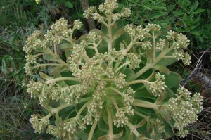 Durch den Regen blht es berall