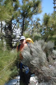 Der Weg auf die Montaa ist recht verwachsen