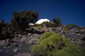 Bäume im Vulkansand (auf 4700 m!) auf dem Weg zum Parinacota