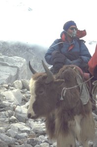 In such an ordered way, one sits on a yak only for the first five minutes.