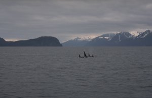 Orcas