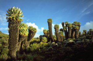 Senecias near Horombo Huts