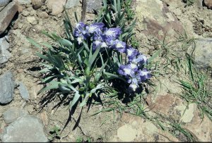 The first flowers