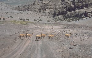 vicuña crossing