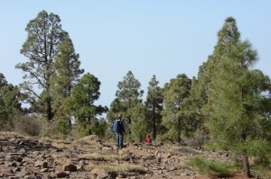 Schöner Pinienwald auf dem Weg zum Sombrero de Chasna