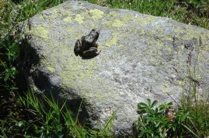 Ein Frosch mitten auf der Wiese