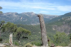 Aussicht zum Puig de Teix