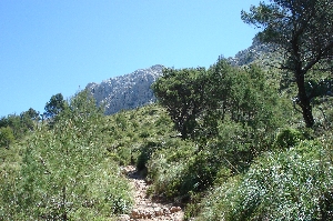 Der Weg luft auf die Massanella zu