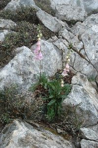 Blümchen am Rande