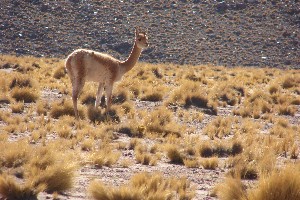 Guanaco (oder Vicuña?)