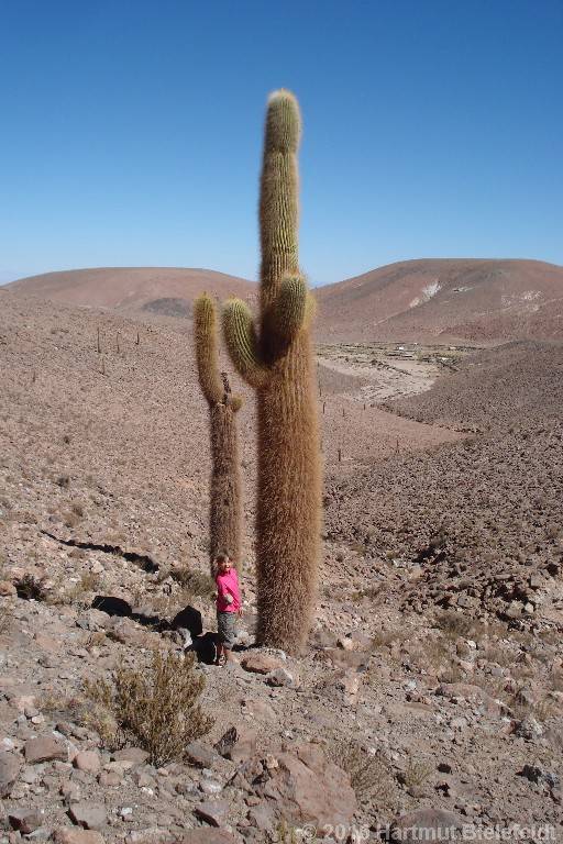 Kaktus auf dem Weg nach Tatio