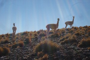 Guanacos