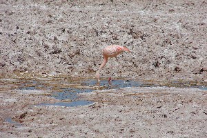 Three species of flamingos are living here