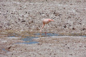 Hier leben drei Sorten Flamingos