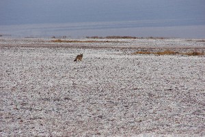 Der Wüstenfuchs trollt sich, offenbar ohne Beute