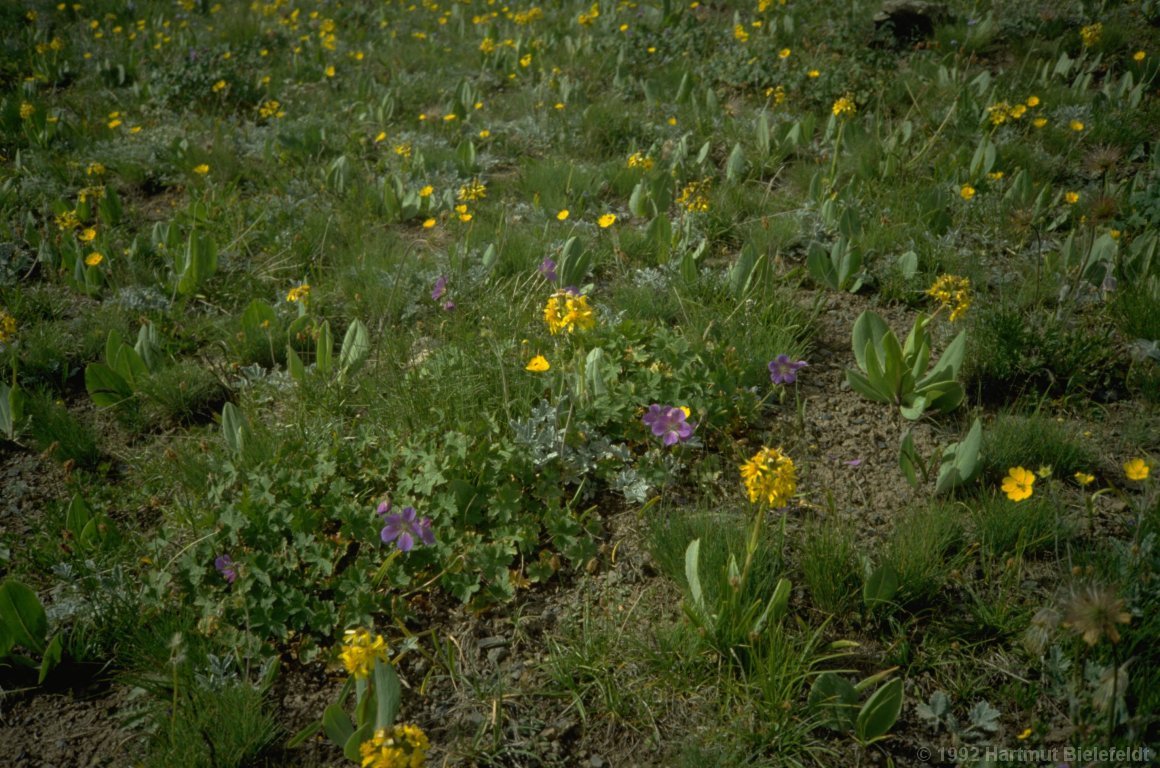 Das ganze Tal ist voller Blumen