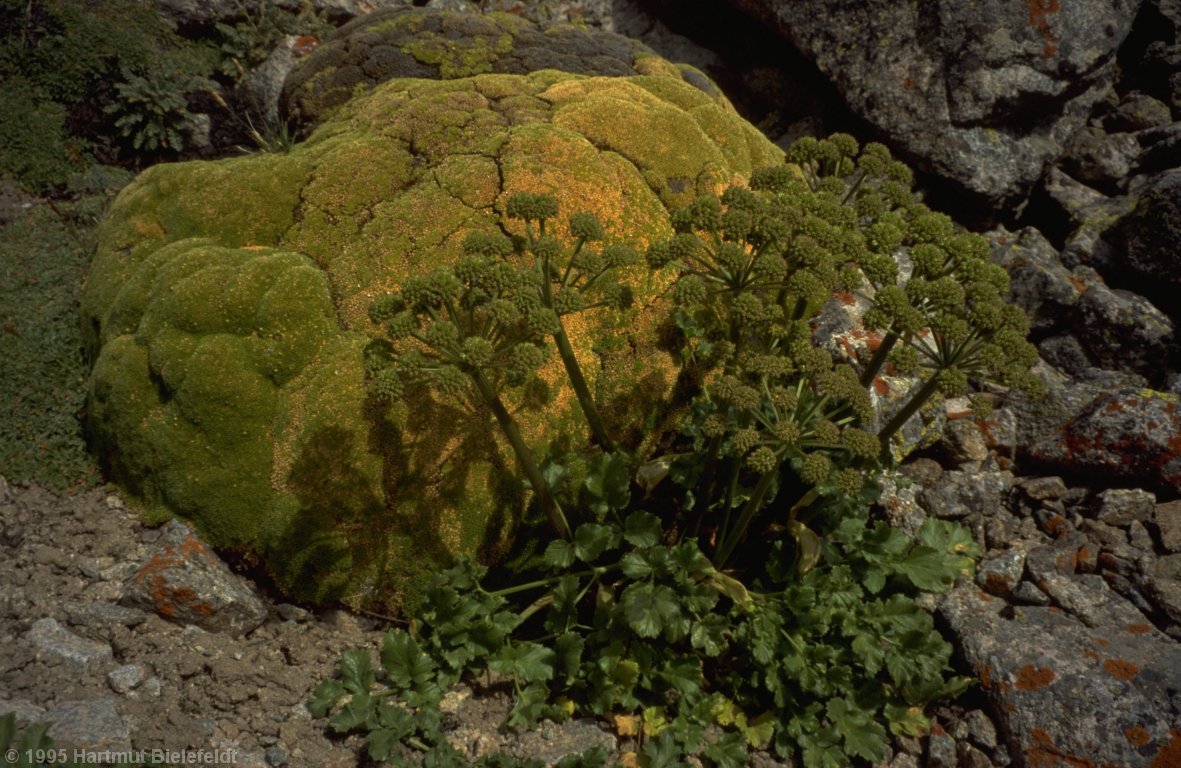 Even above 4000 meters there is vegetation here and there.