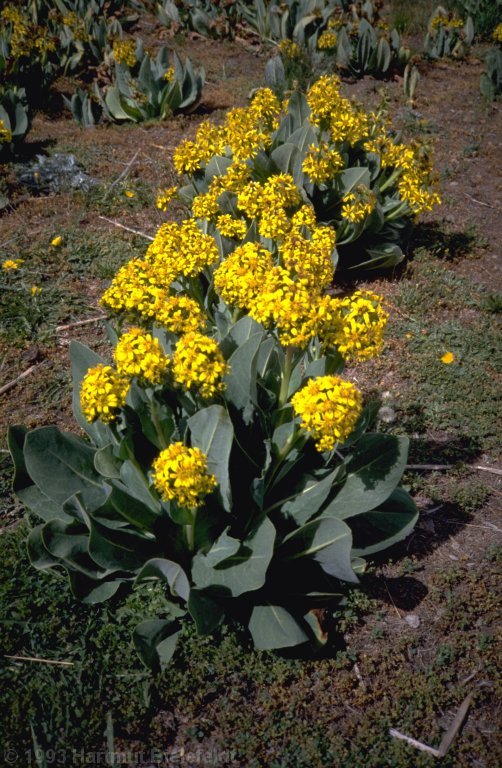 flowers in basecamp