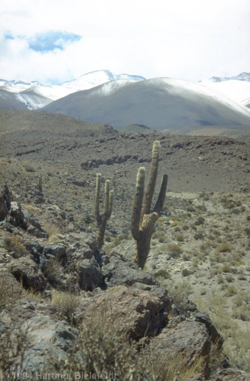 In higher altitude, cactuses and puna grass are growing.