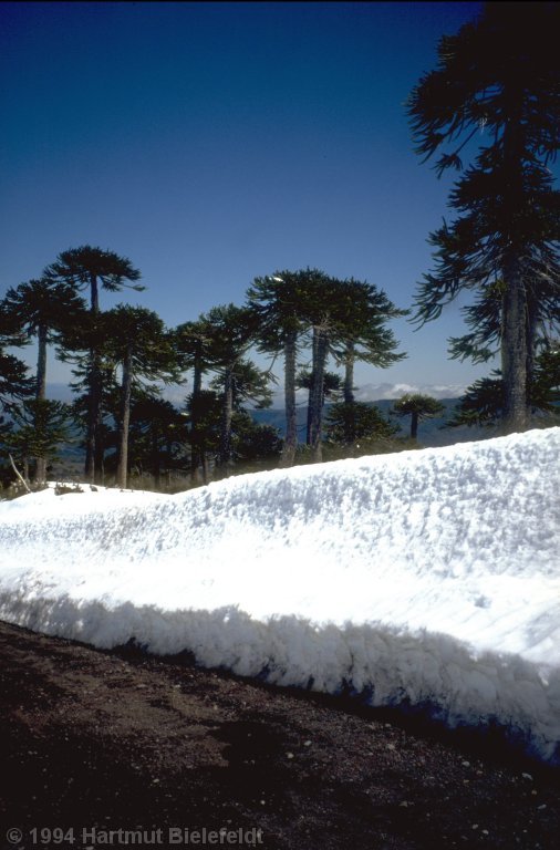 The strange trees are monkey puzzles (araucaria)