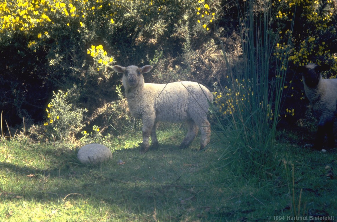 Here the sheep are wearing warm pullovers.