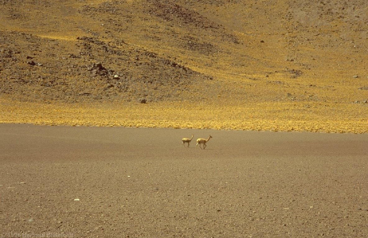 Guanacos, again at Cerro Colorado.