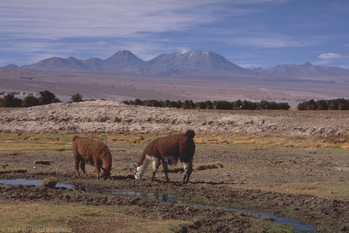 At the Salar de Atacama the only trees are these Tamarugal trees which were grown especially for this salty environment.