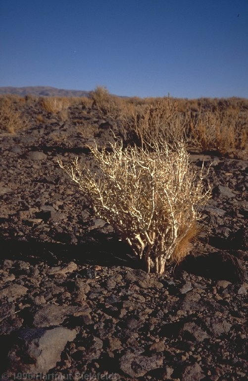 Between desert and puna we find thornbushes and cactuses.