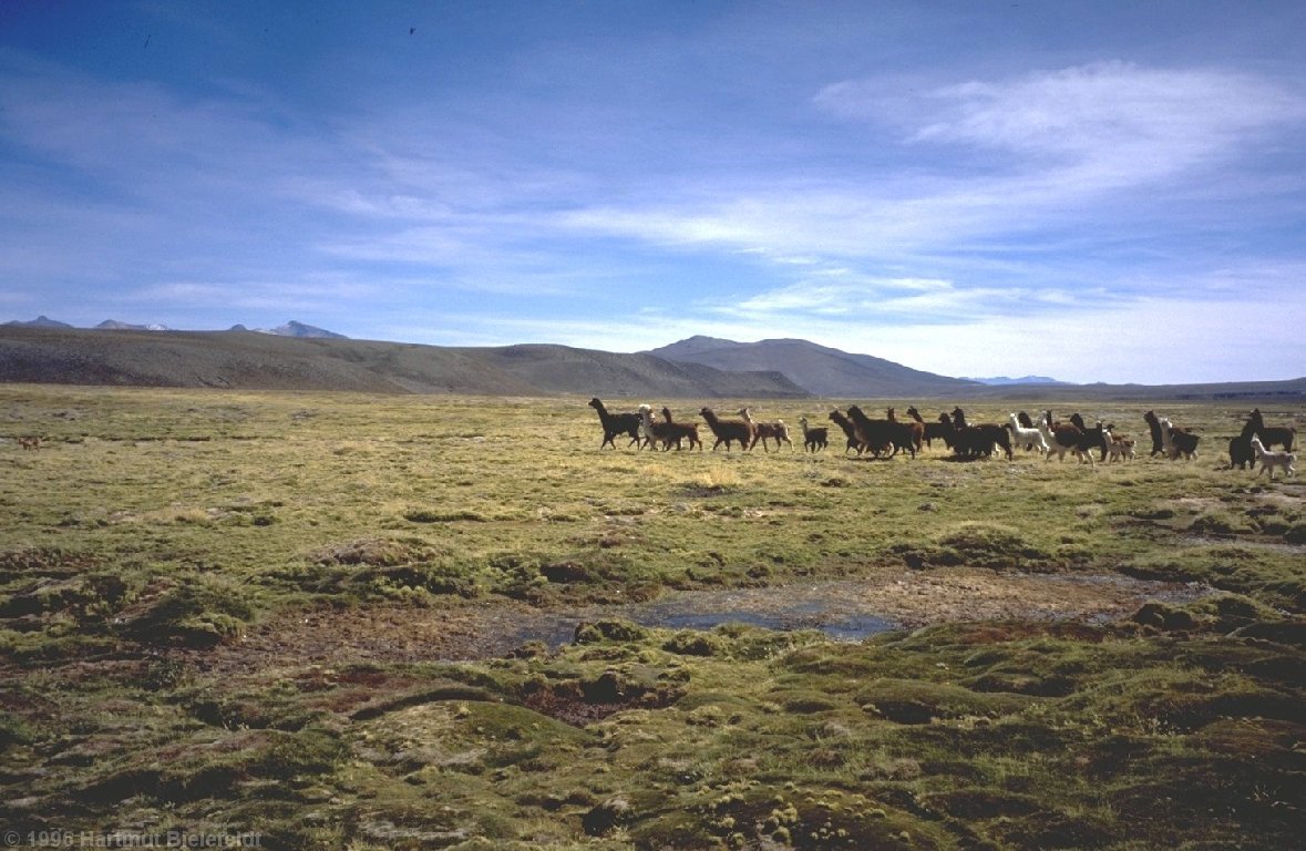 Llamas defend against yapping dogs by a coordinated attack.